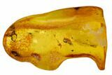 Fossil Ant (Formicidae) In Baltic Amber #109459-2